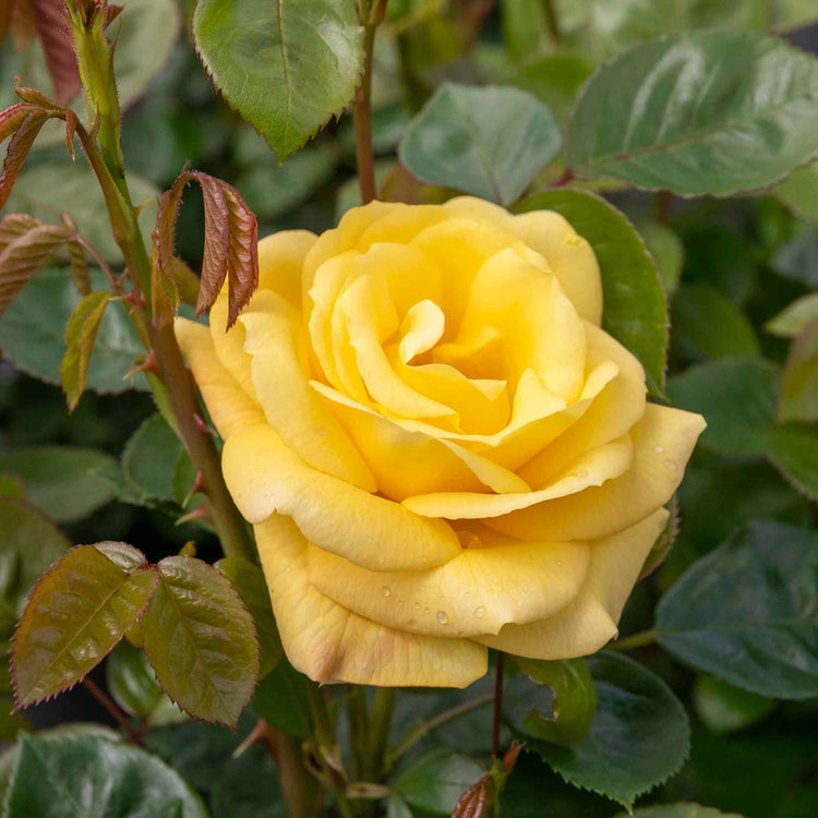 Rose ‘Arthur Bell’ (Floribunda)