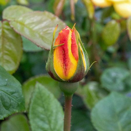 Rose ‘Arthur Bell’ (Floribunda)