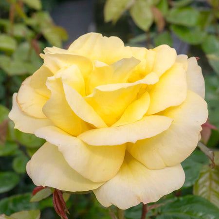 Rose ‘Arthur Bell’ (Floribunda)