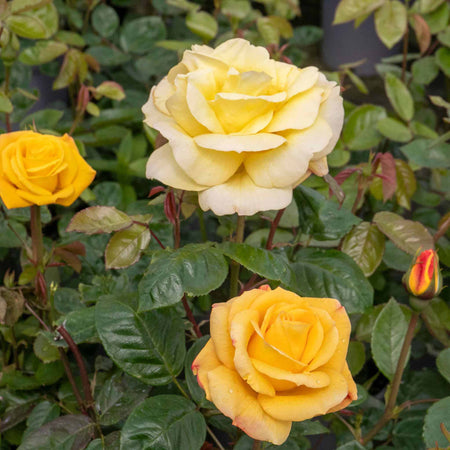 Rose ‘Arthur Bell’ (Floribunda)