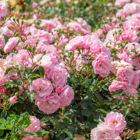 Rose ‘Bonica’ (Shrub)