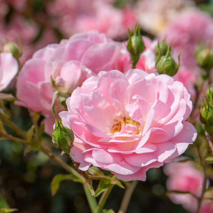 Shrub Rose Collection