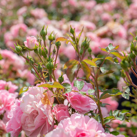 Rose ‘Bonica’ (Shrub)