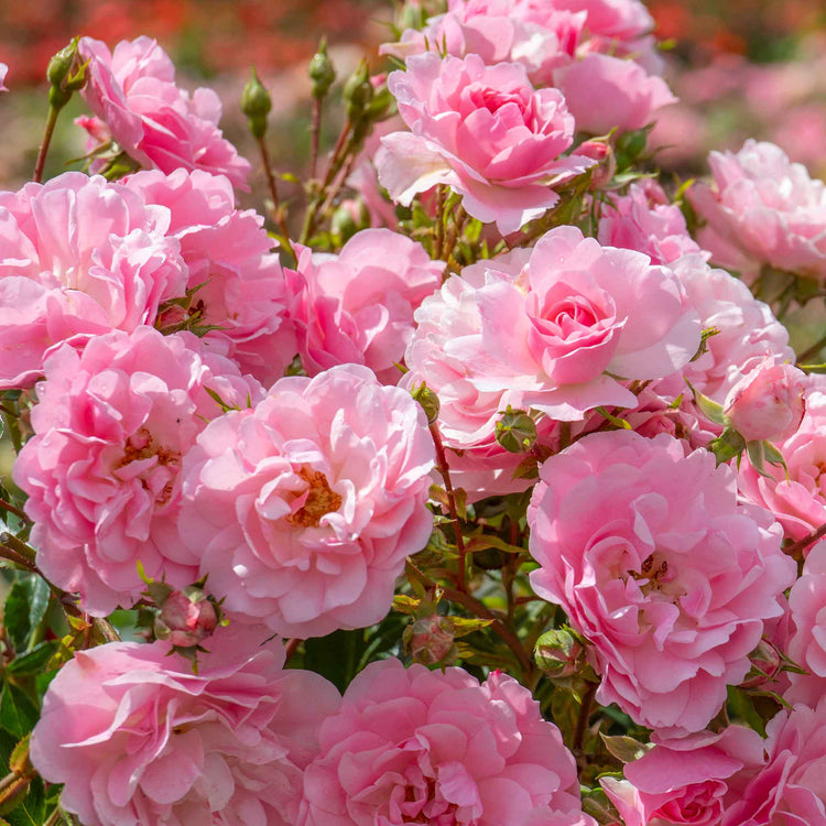 Shrub Rose Collection