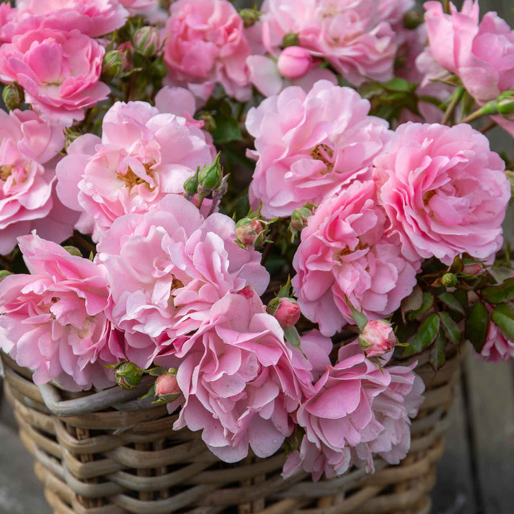 Rose ‘Bonica’ (Shrub)