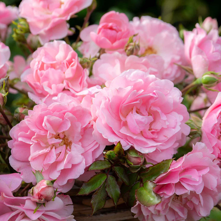 Shrub Rose Collection