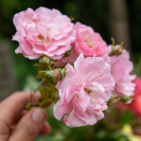 Rose ‘Bonica’ (Shrub)