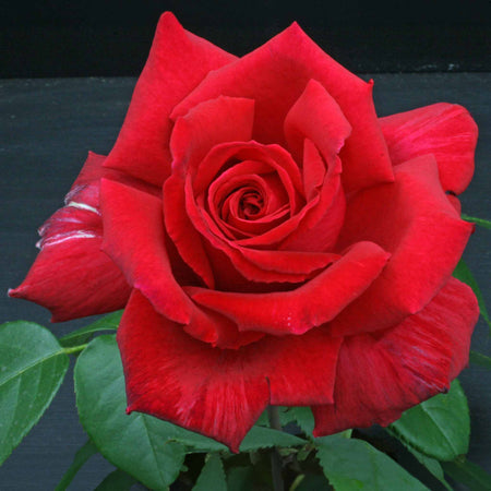 Hybrid Tea Choice Rose Collection
