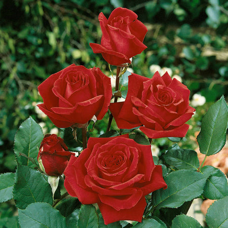 Rose ‘Velvet Fragrance’ (Hybrid Tea)