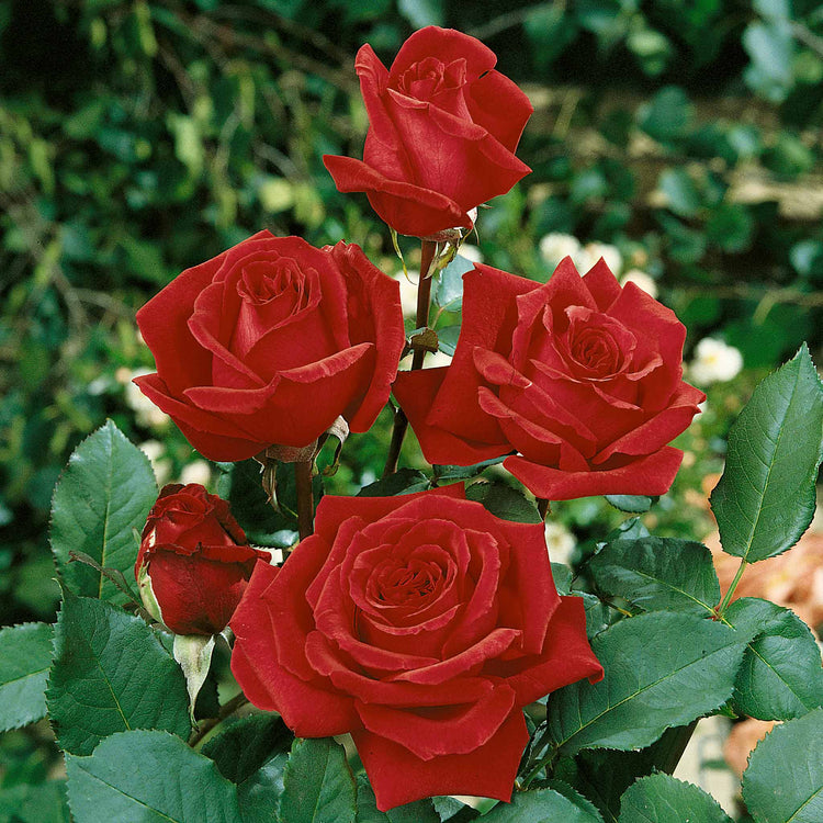Rose ‘Velvet Fragrance’ (Hybrid Tea)