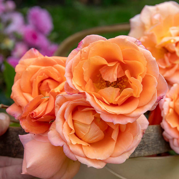 Rose ‘Precious Amber’ (Floribunda)