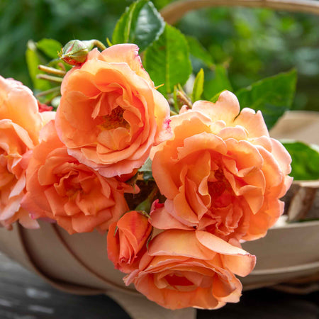 Rose ‘Precious Amber’ (Floribunda)