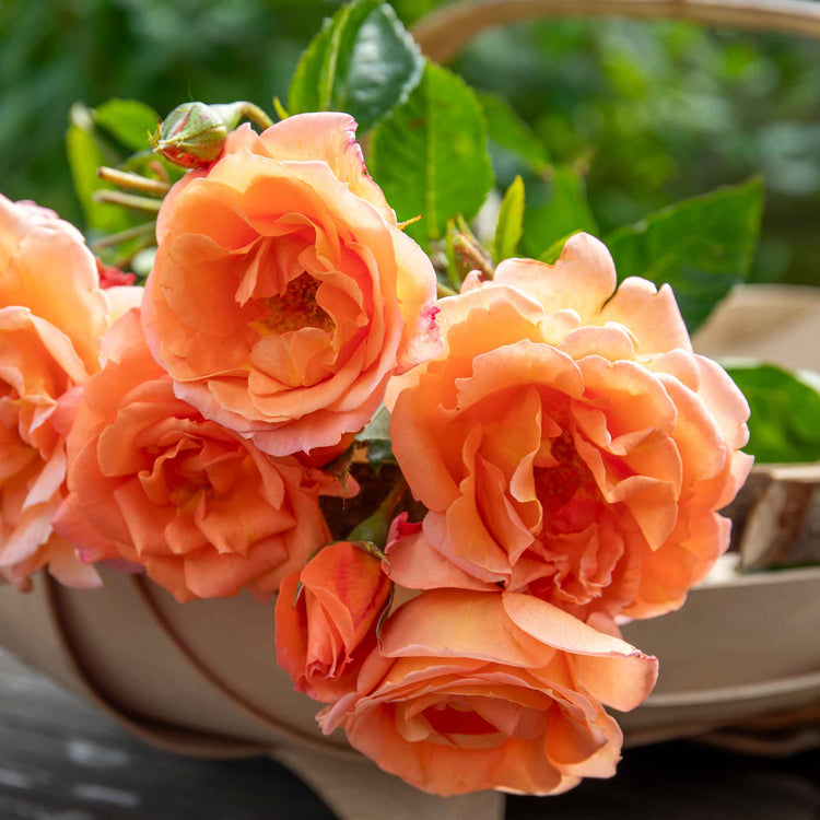 Rose ‘Precious Amber’ (Floribunda)