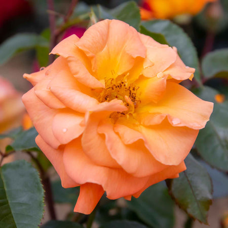 Rose ‘Precious Amber’ (Floribunda)