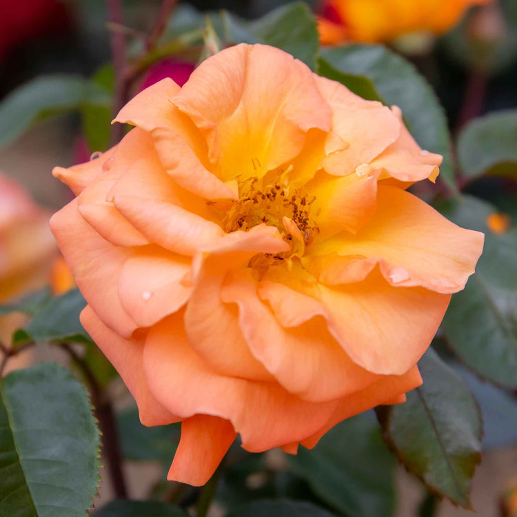 Rose ‘Precious Amber’ (Floribunda)