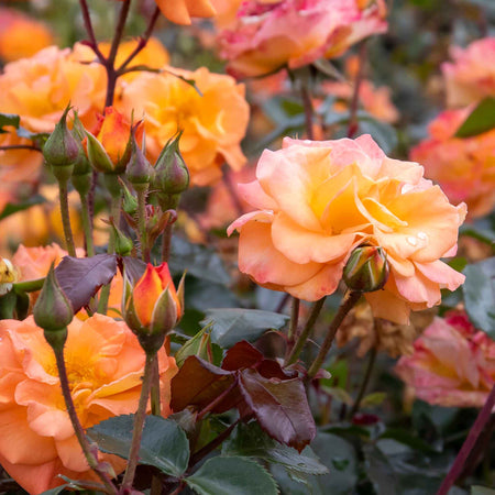 Rose ‘Precious Amber’ (Floribunda)