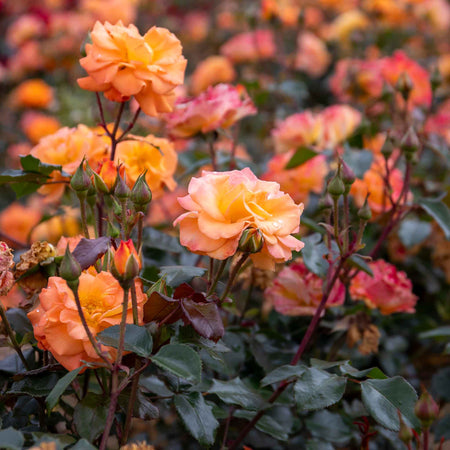 Rose ‘Precious Amber’ (Floribunda)