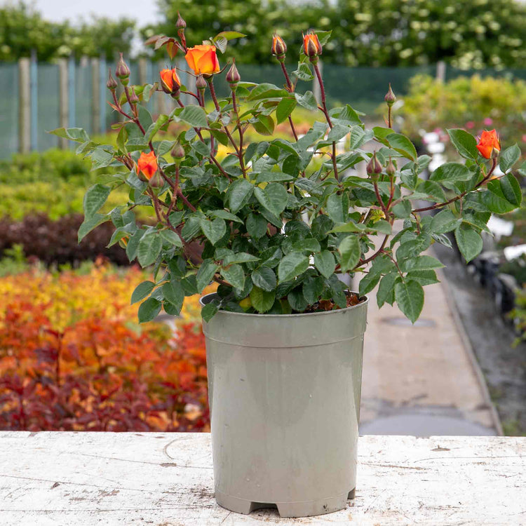 Rose ‘Precious Amber’ (Floribunda)