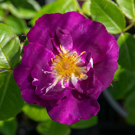 Rose ‘Rhapsody In Blue’ ROTY 2003 (Shrub Rose)