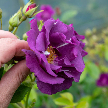 Shrub Rose Collection
