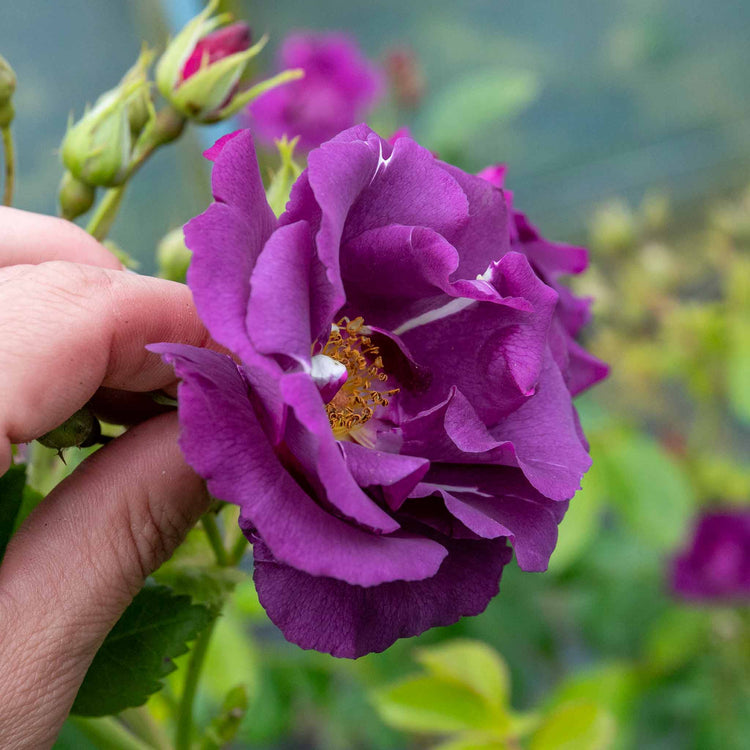 Shrub Rose Collection