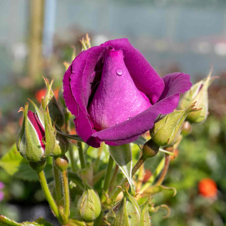 Rose ‘Rhapsody In Blue’ ROTY 2003 (Shrub Rose)
