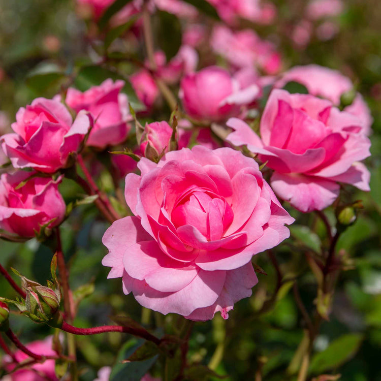 Rose ‘Bonica’ (Shrub)