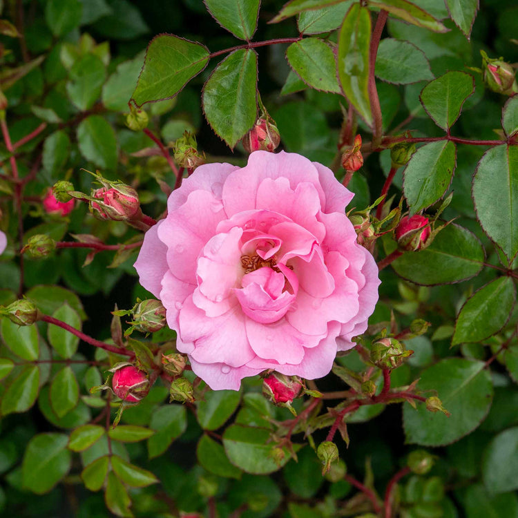 Rose ‘Bonica’ (Shrub)