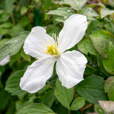 Clematis 'Grandiflora'