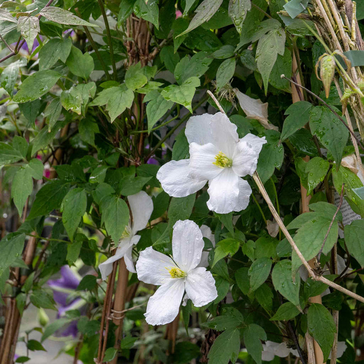 Clematis 'Grandiflora'