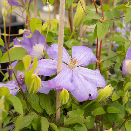 Clematis Hybrid 'Mrs Cholmondeley'