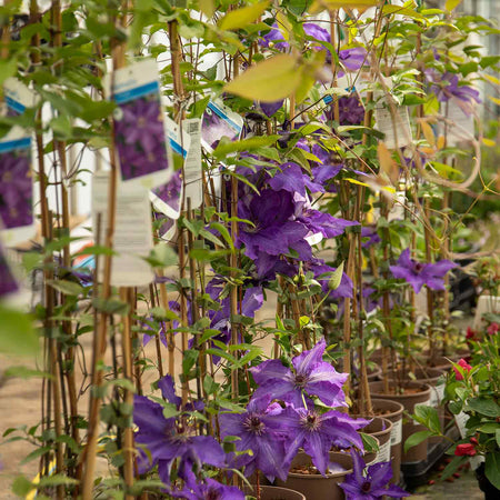 Clematis 'The President'