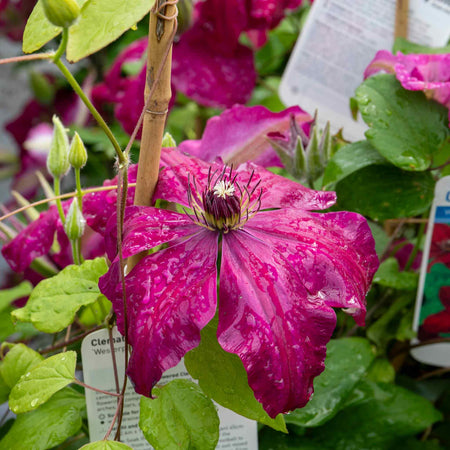 Clematis 'Westerplatte'