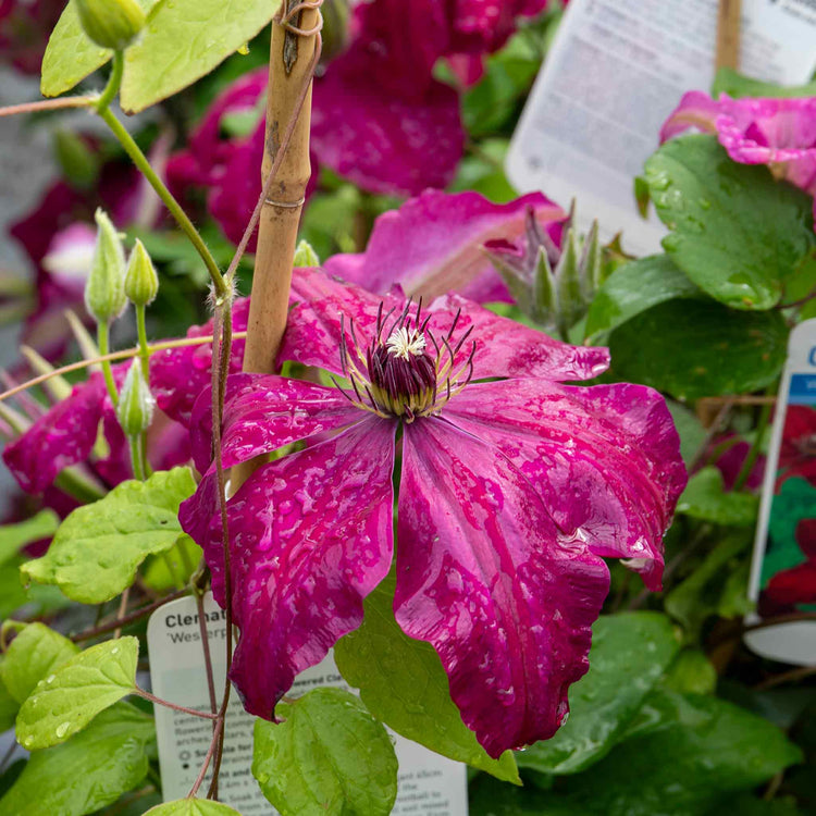 Clematis 'Westerplatte'