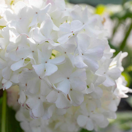 Viburnum opulus 'Roseum'