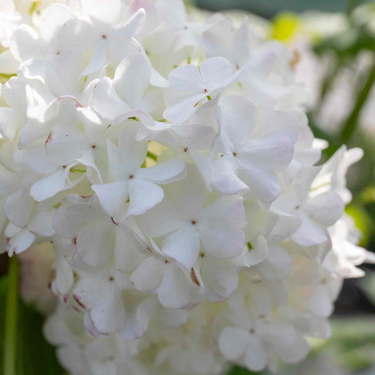 Viburnum opulus 'Roseum'