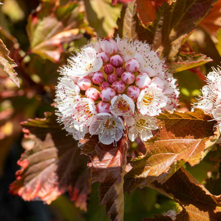 Physocarpus 'Magic Ball'