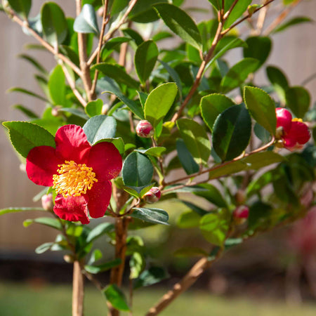 Camellia ‘Yuletide’
