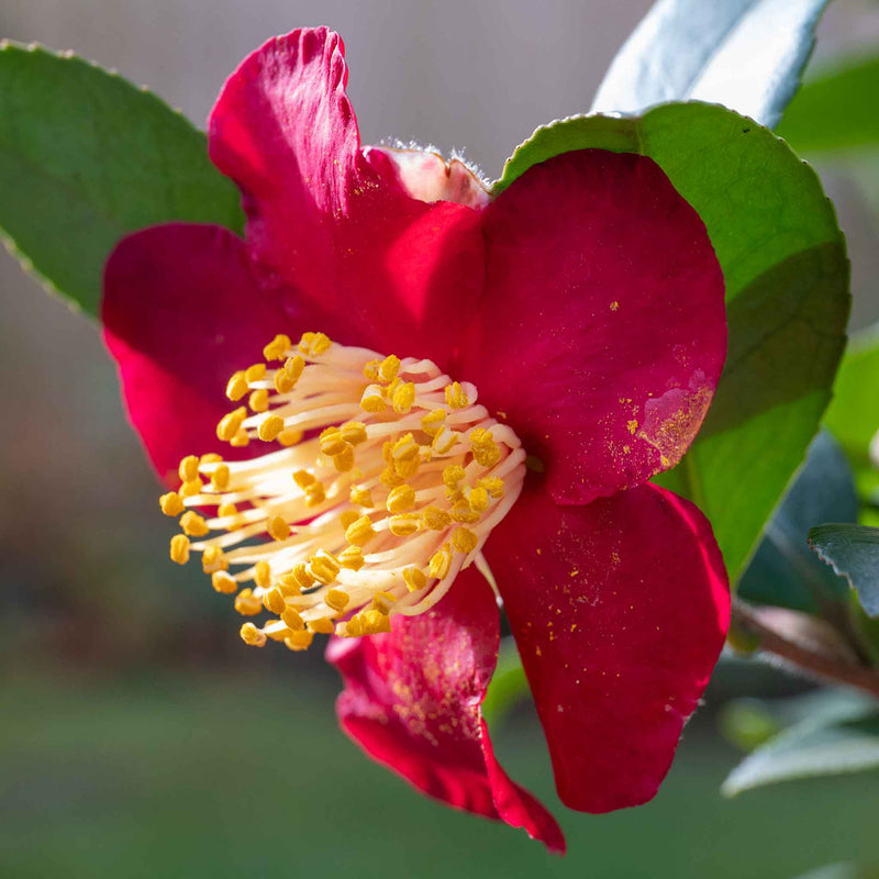 Camellia ‘Yuletide’