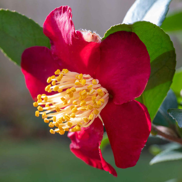 Camellia ‘Yuletide’