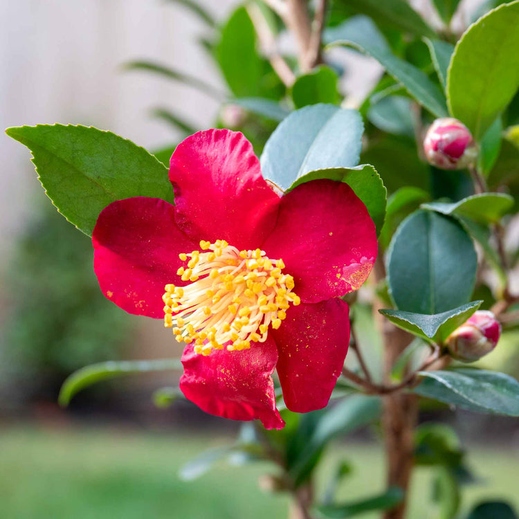 Camellia ‘Yuletide’