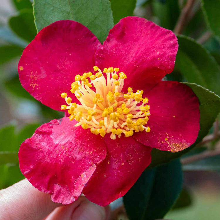 Camellia ‘Yuletide’