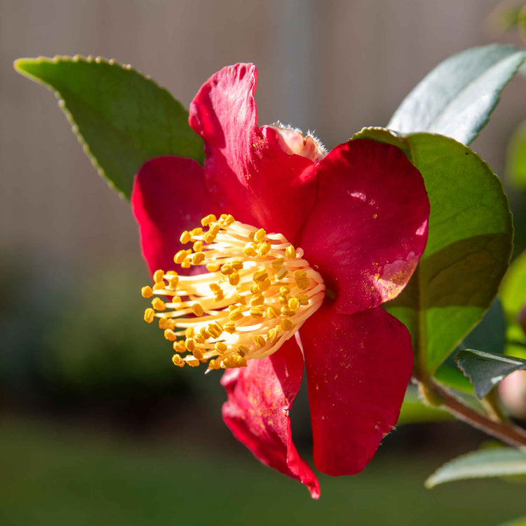 Camellia ‘Yuletide’
