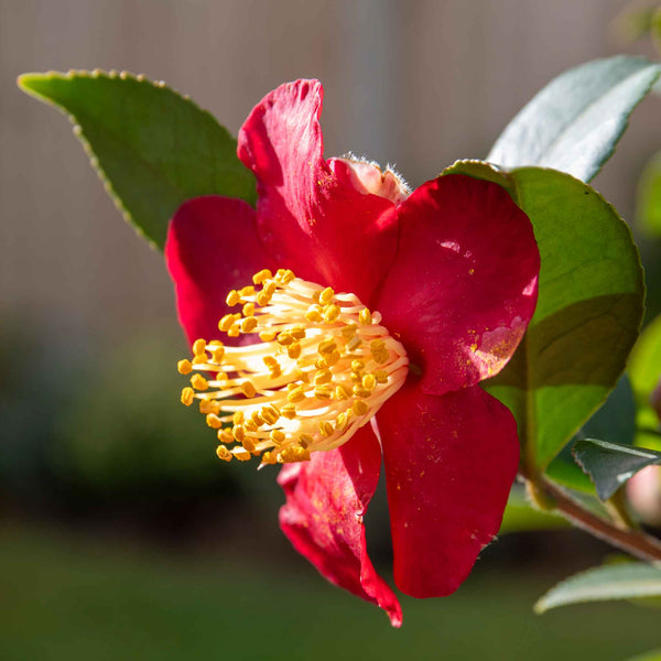 Camellia ‘Yuletide’