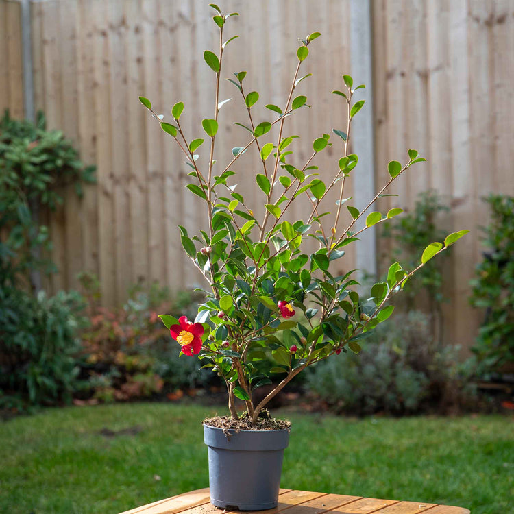 Camellia ‘Yuletide’