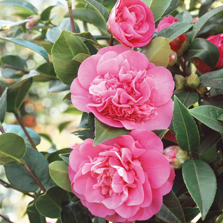 Camellia 'Williamsii Debbie'