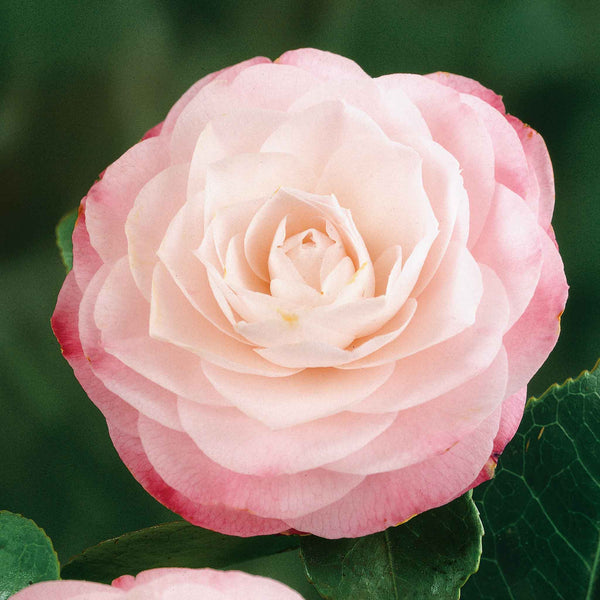 Camellia 'Desire'