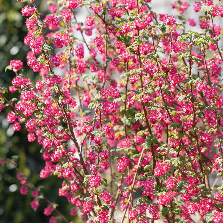 Ribes San 'King Edward'