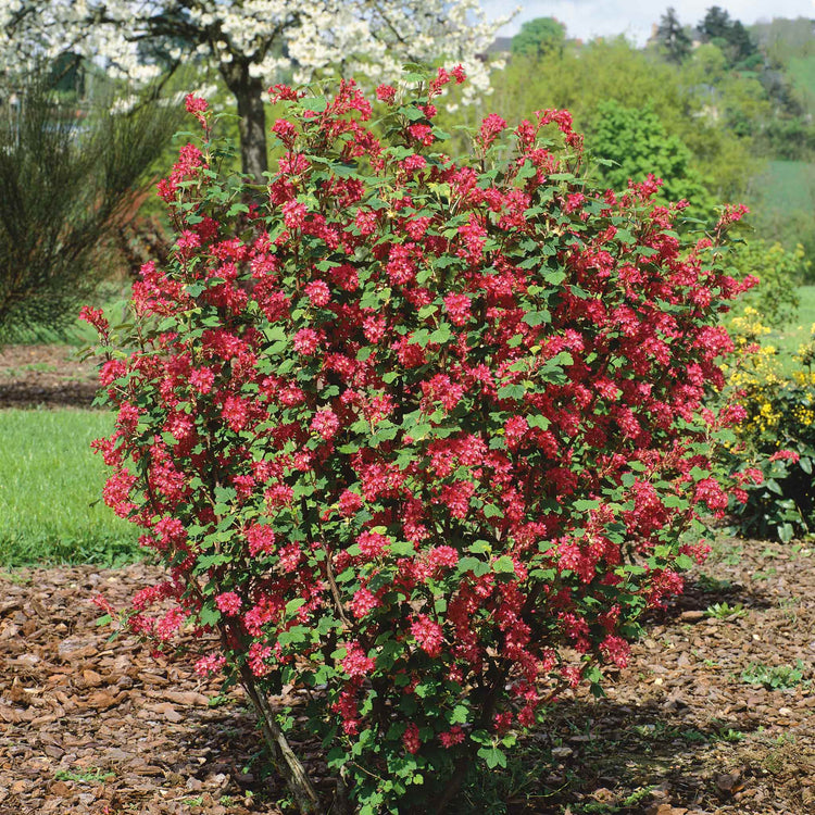 Ribes San 'King Edward'