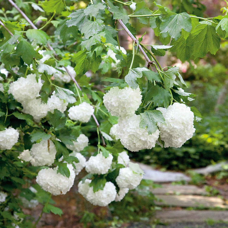 Viburnum opulus 'Roseum'
